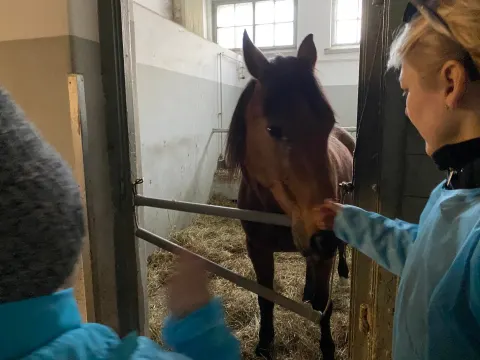 Pažintis su Veterinarijos gydytojo profesija, nuotrauka 5
